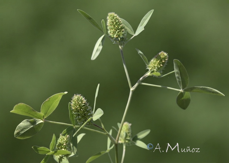 Trifolium obscurum.02