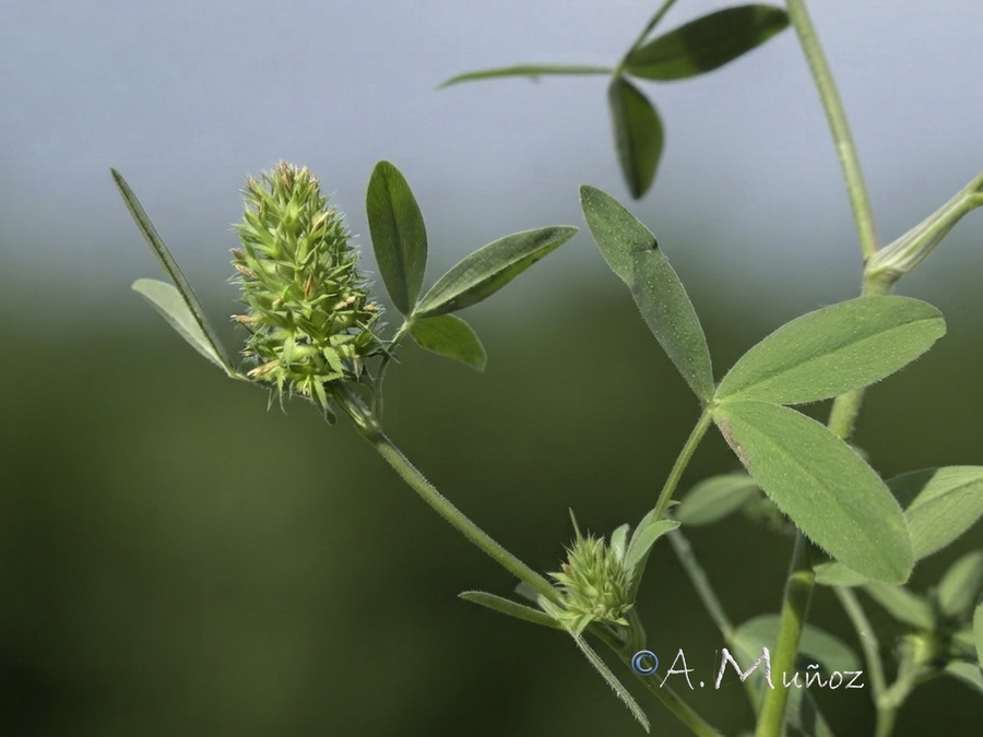 Trifolium obscurum.03
