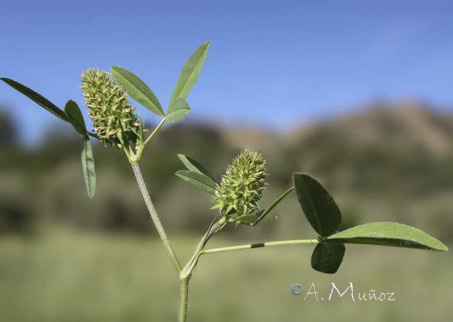 Trifolium obscurum.04