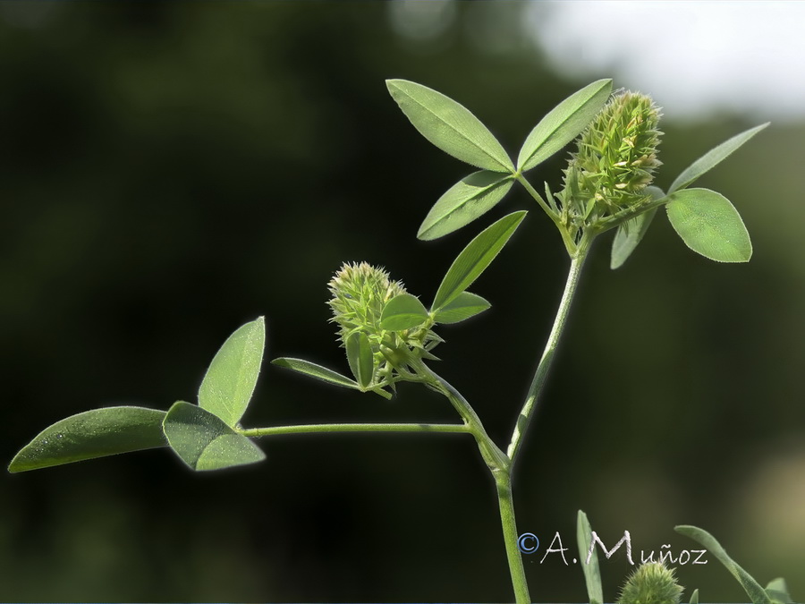 Trifolium obscurum.05