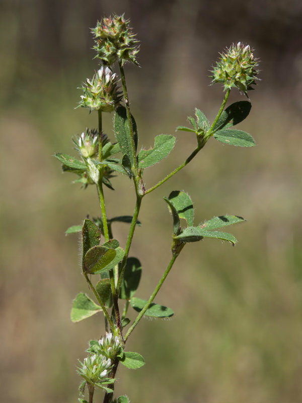 Trifolium phleoides willkommii.01