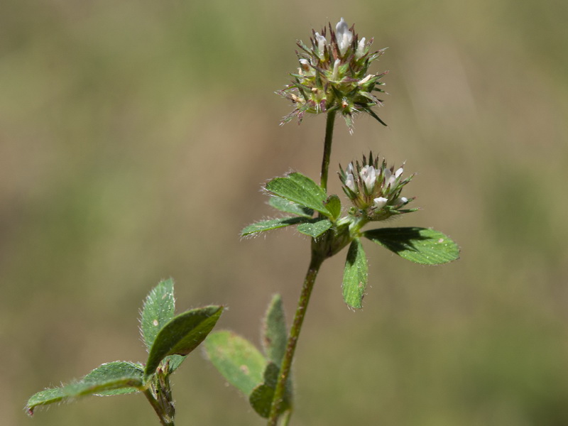 Trifolium phleoides willkommii.02