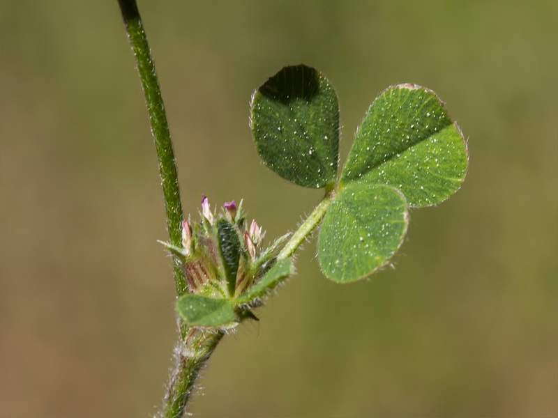 Trifolium phleoides willkommii.06