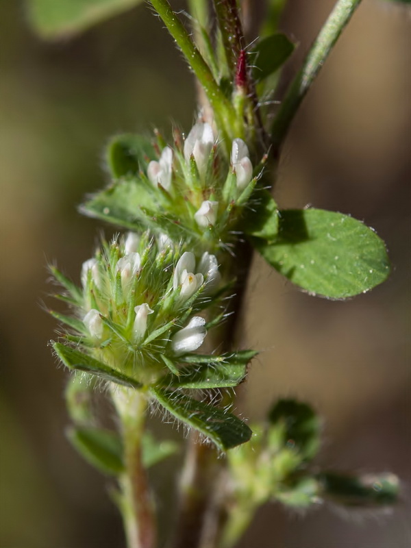 Trifolium phleoides willkommii.07