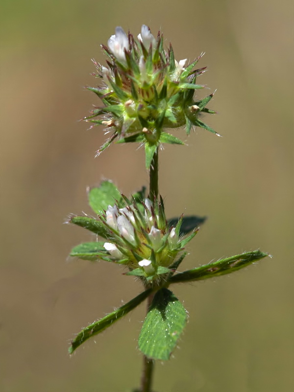 Trifolium phleoides willkommii.08