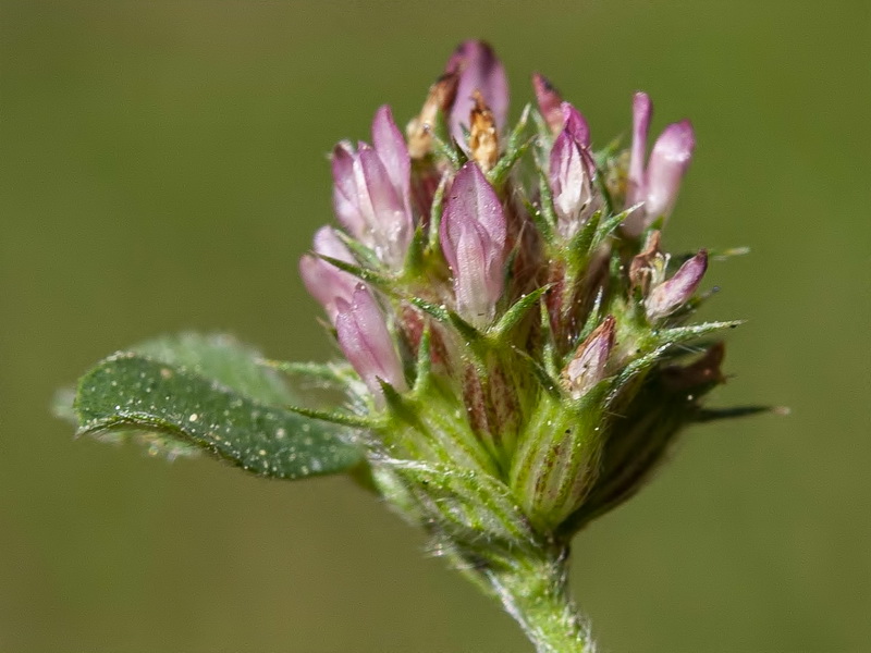 Trifolium phleoides willkommii.10