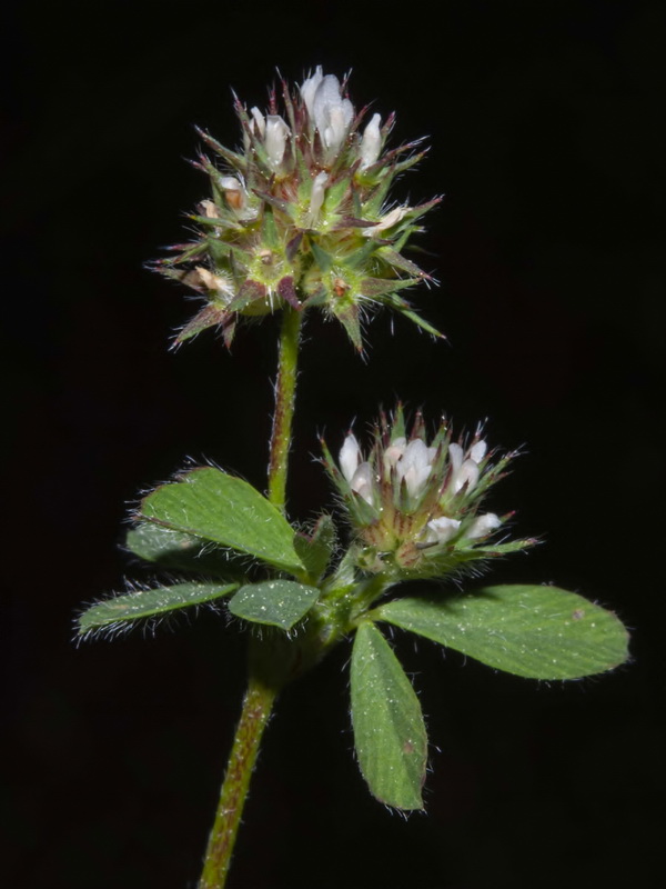 Trifolium phleoides willkommii.13