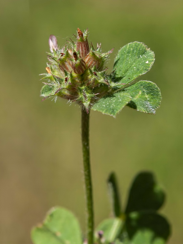 Trifolium phleoides willkommii.14