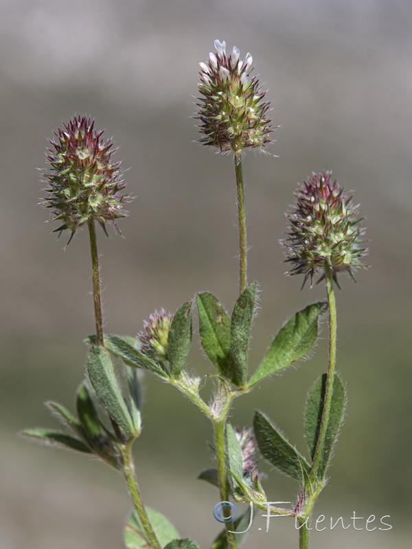 Trifolium phleoides willkommii.15