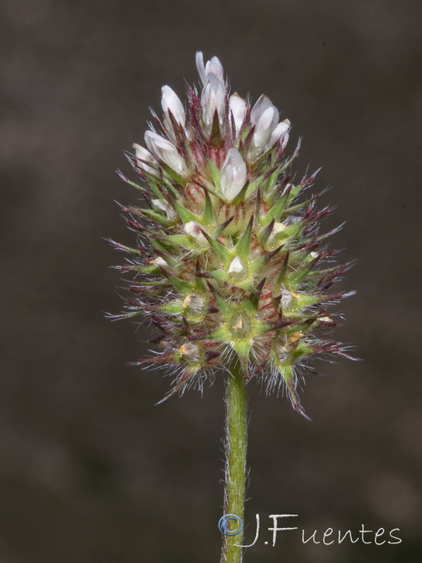 Trifolium phleoides willkommii.16