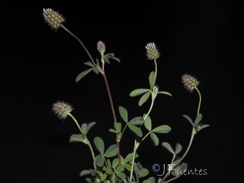 Trifolium phleoides willkommii.26