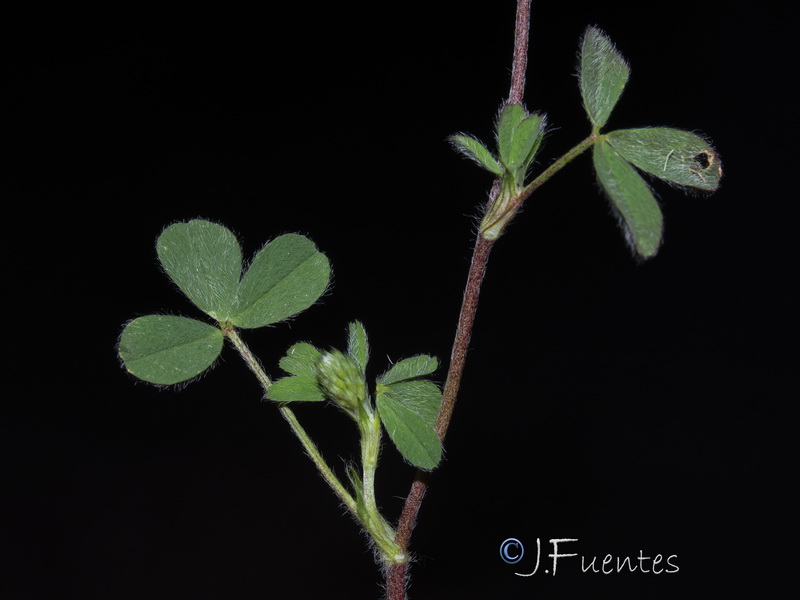 Trifolium phleoides willkommii.27