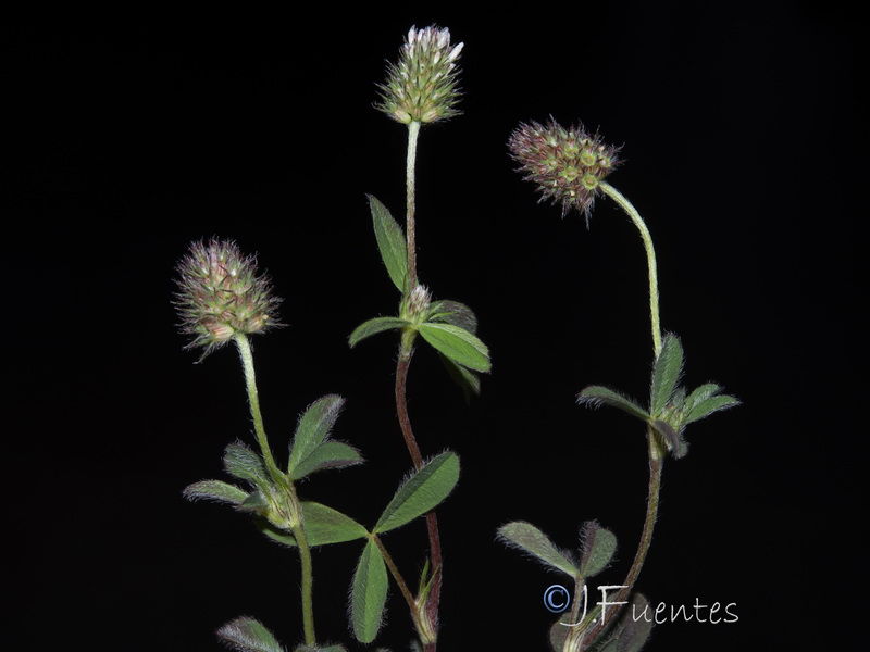 Trifolium phleoides willkommii.28
