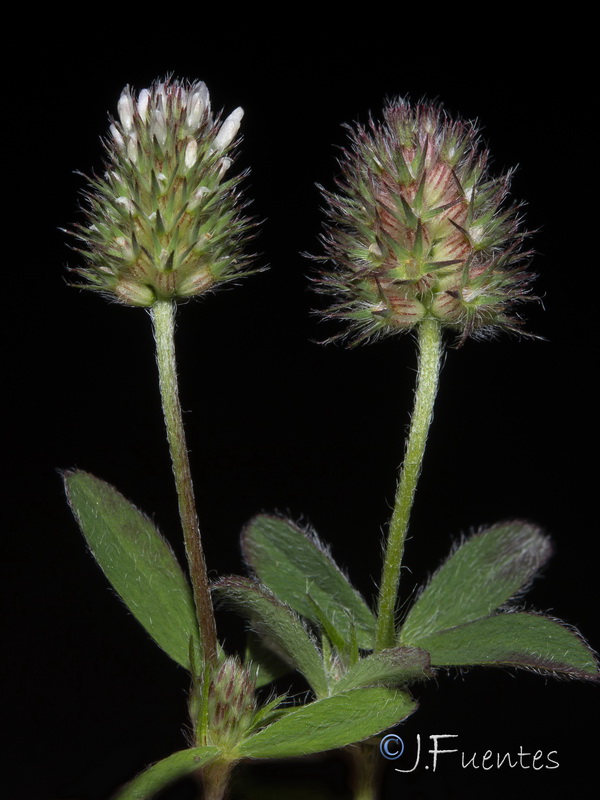 Trifolium phleoides willkommii.29