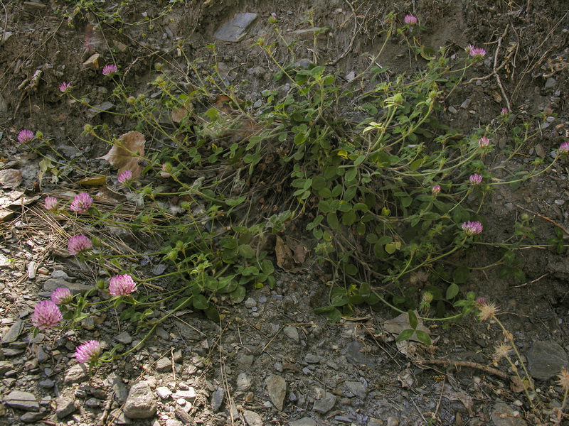 Trifolium pratense pratense.01
