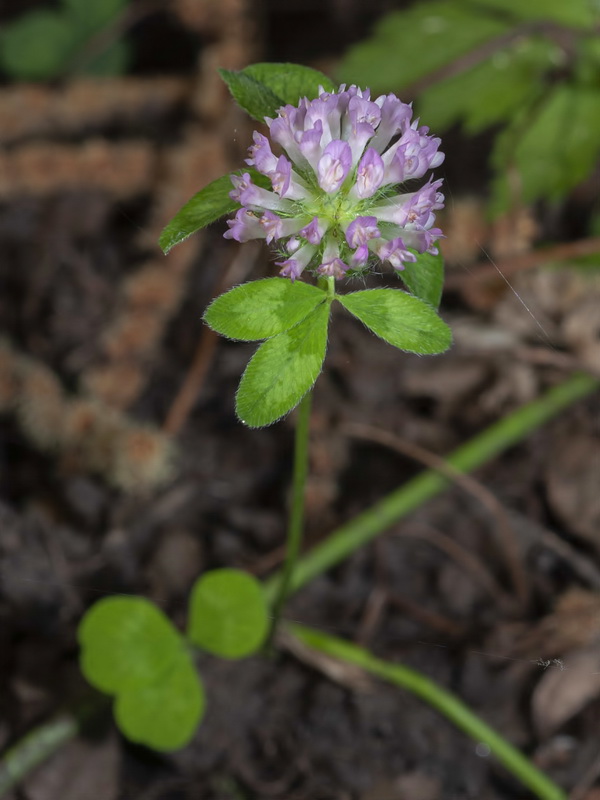 Trifolium pratense pratense.02