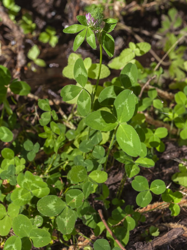 Trifolium pratense pratense.03