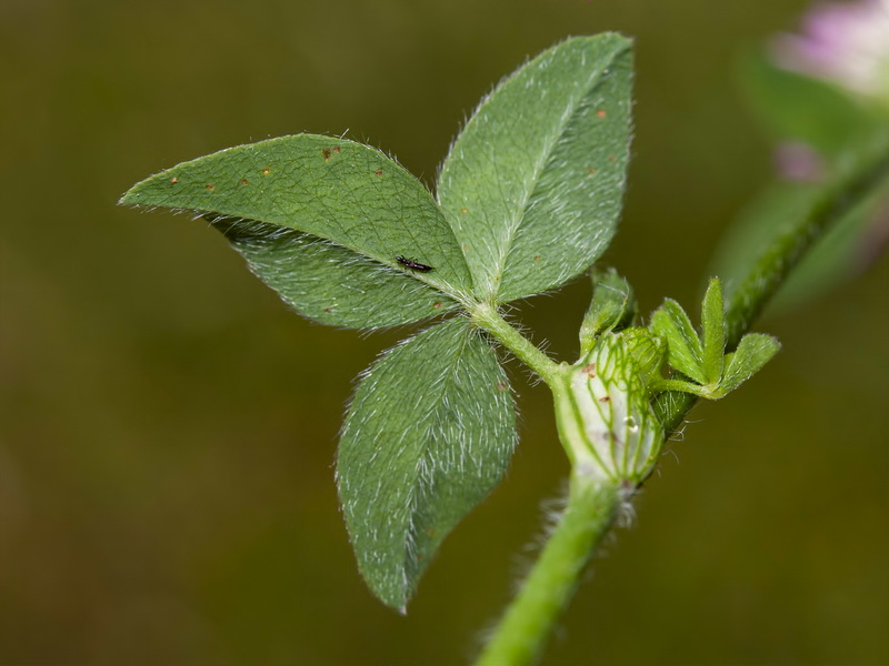 Trifolium pratense pratense.05