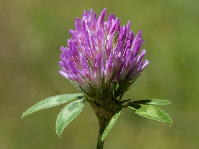 Trifolium pratense pratense.06