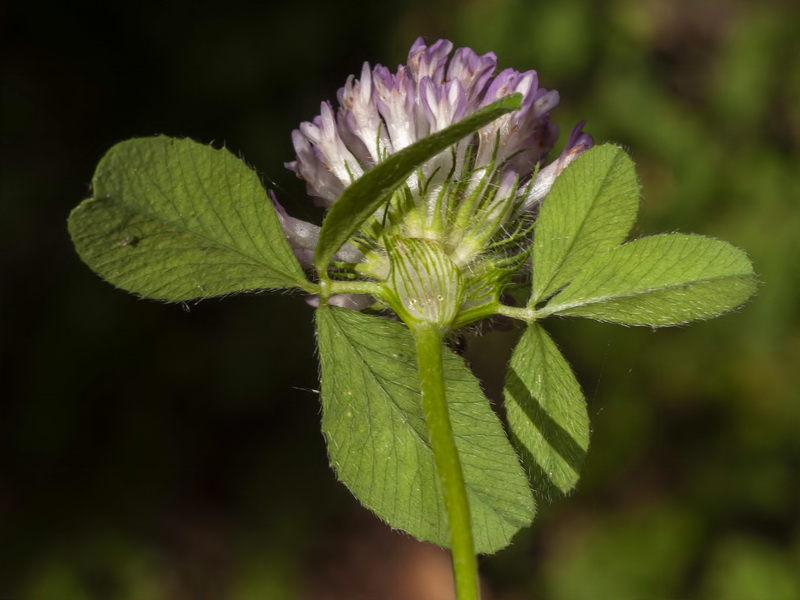 Trifolium pratense pratense.08