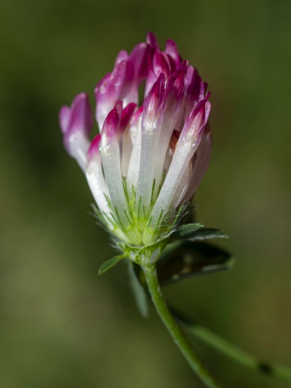 Trifolium pratense pratense.09