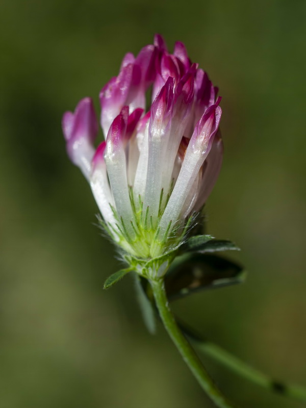 Trifolium pratense pratense.09