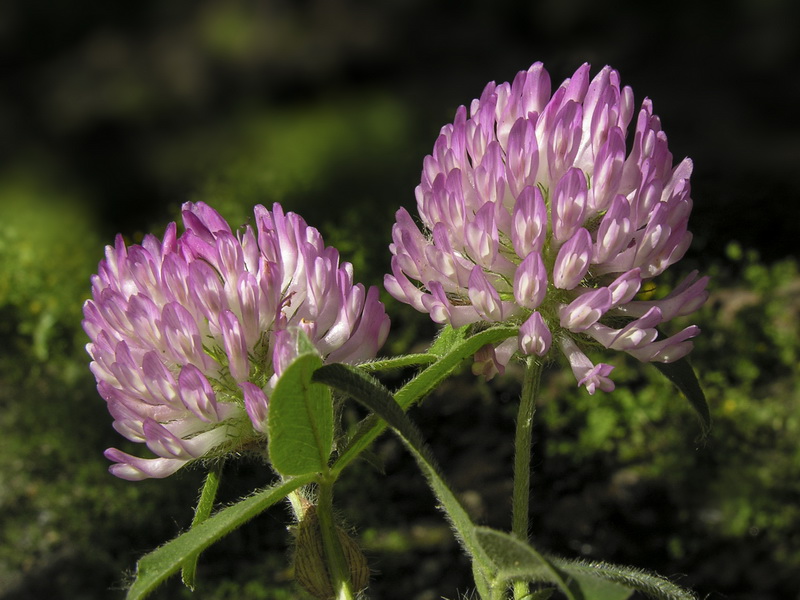 Trifolium pratense pratense.13