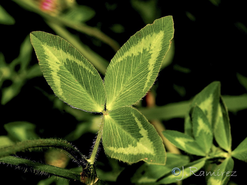 Trifolium pratense pratense.15