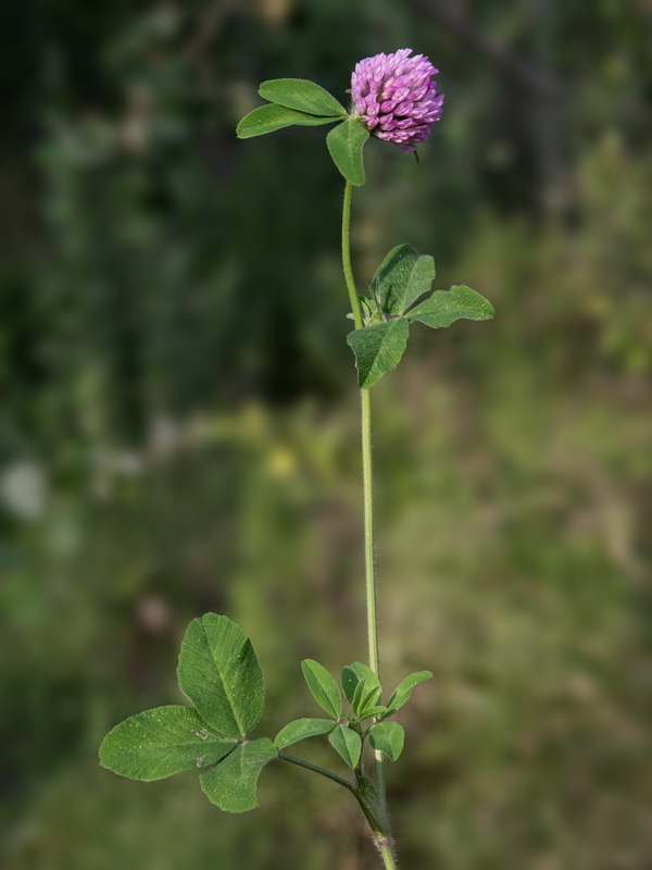 Trifolium pratense pratense.16