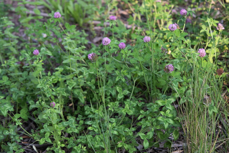 Trifolium pratense pratense.01