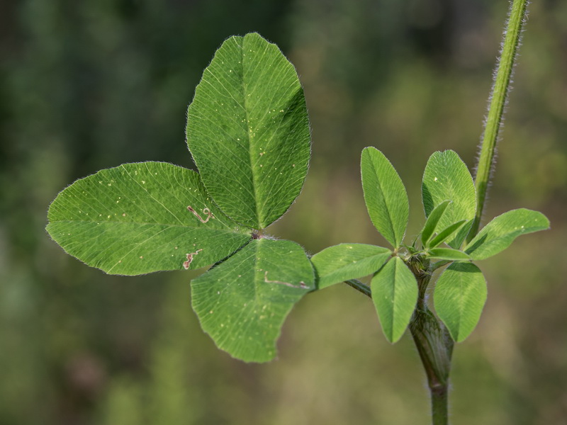 Trifolium pratense pratense.19