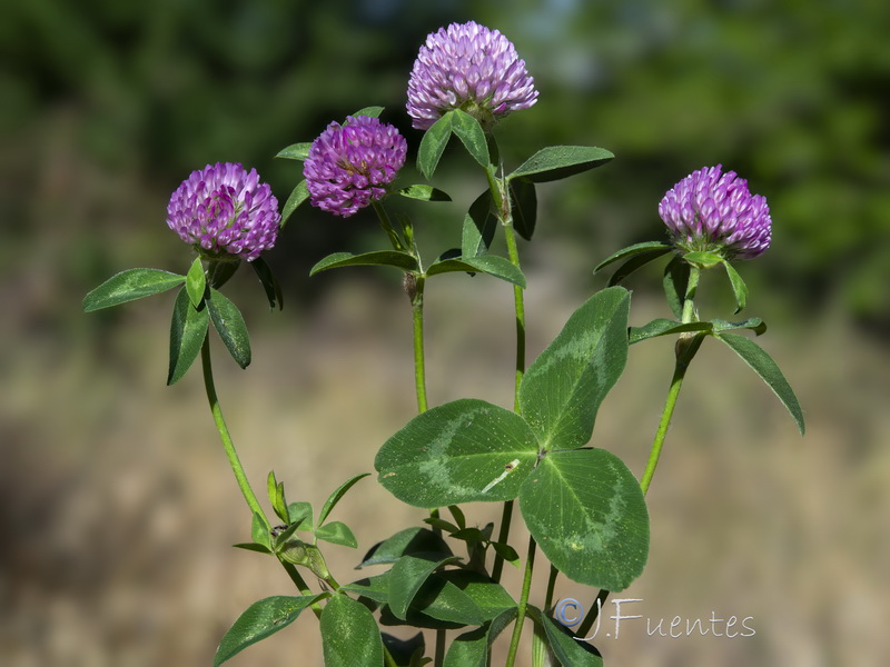 Trifolium pratense pratense.21
