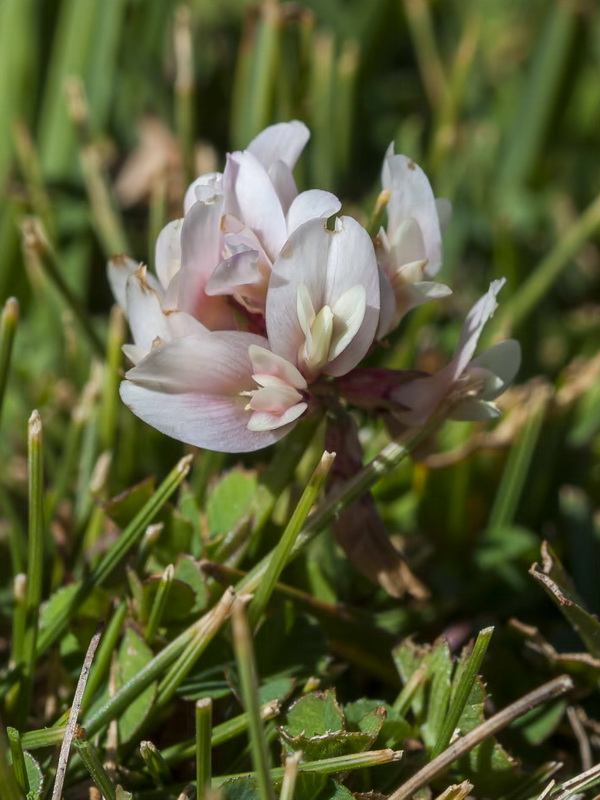 Trifolium repens.02