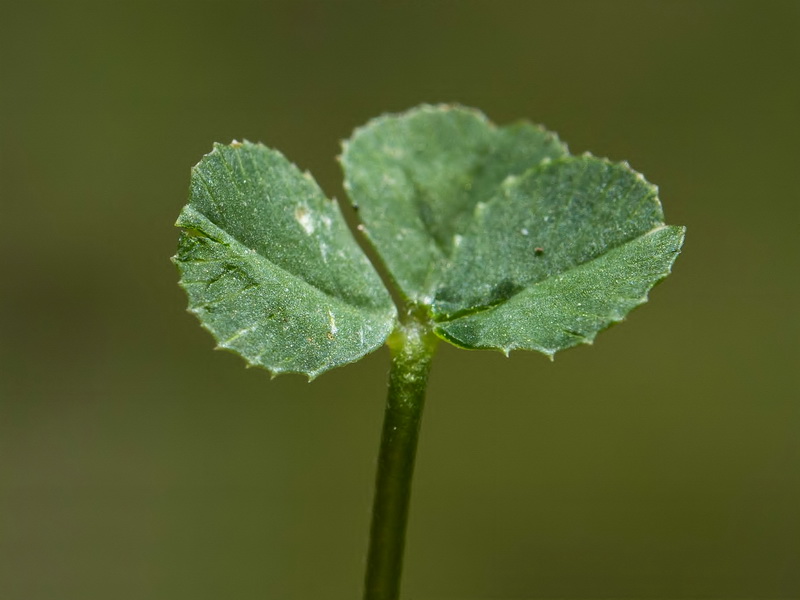 Trifolium repens.04