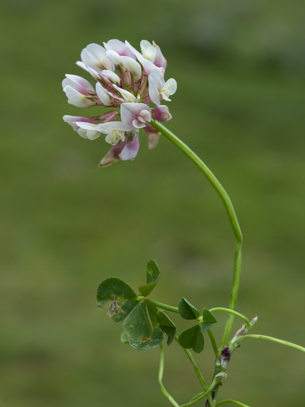 Trifolium repens.06