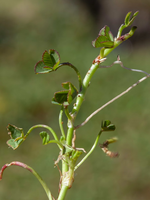 Trifolium repens.07