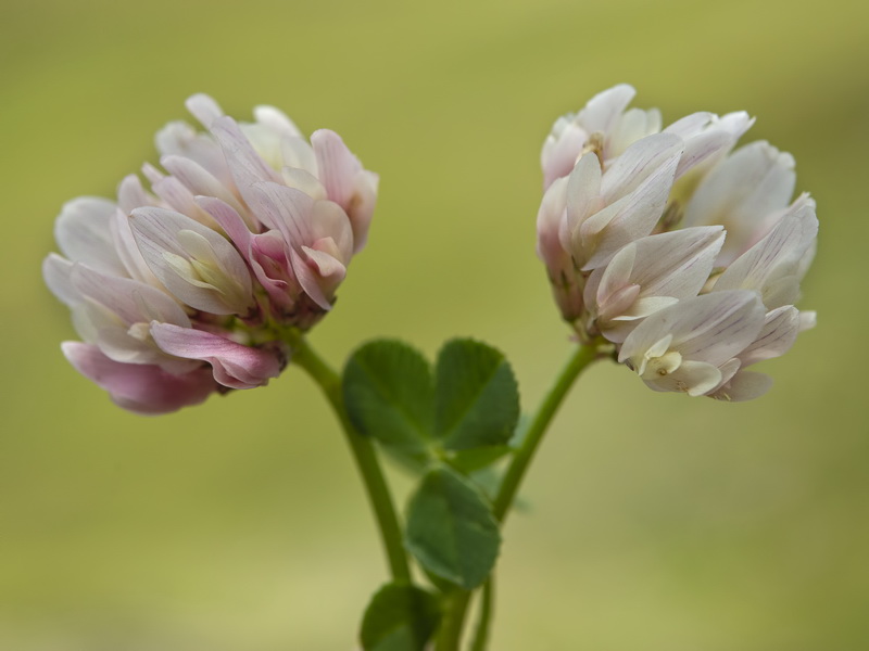 Trifolium repens.08