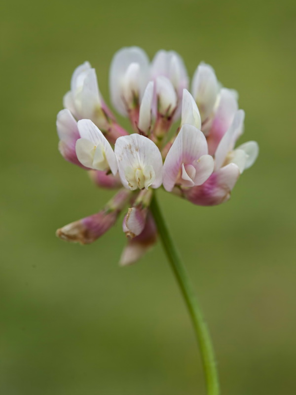 Trifolium repens.09