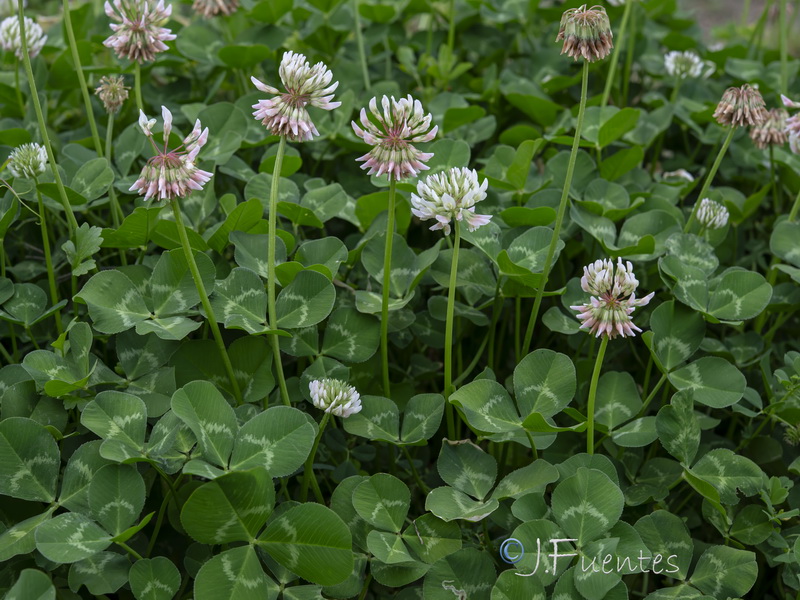 Trifolium repens.13