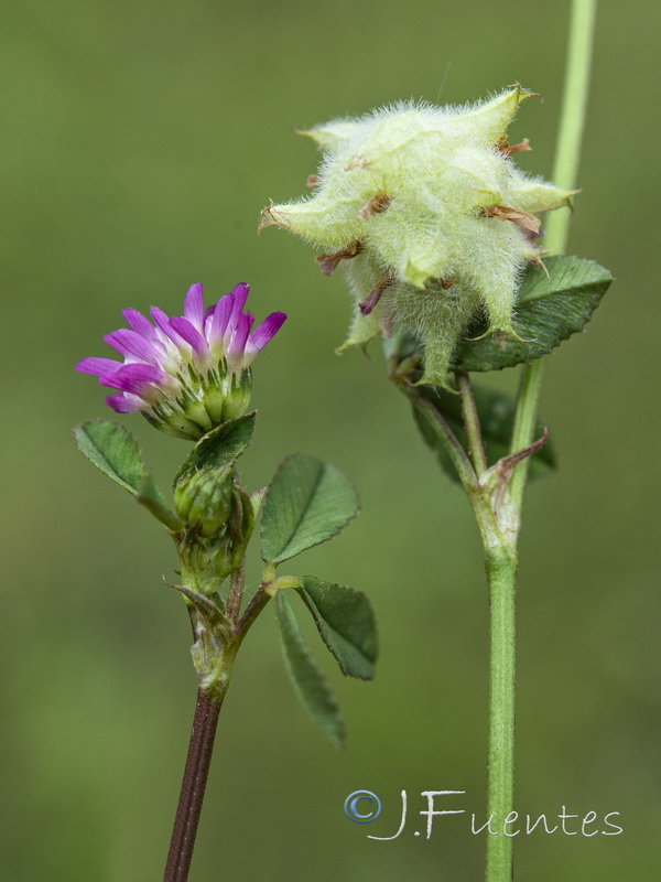 Trifolium resupinatum.01
