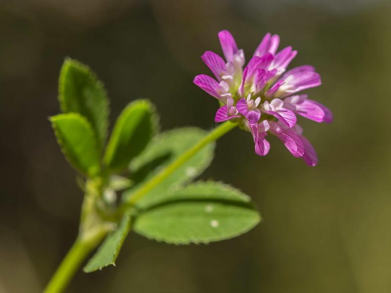 Trifolium resupinatum.03