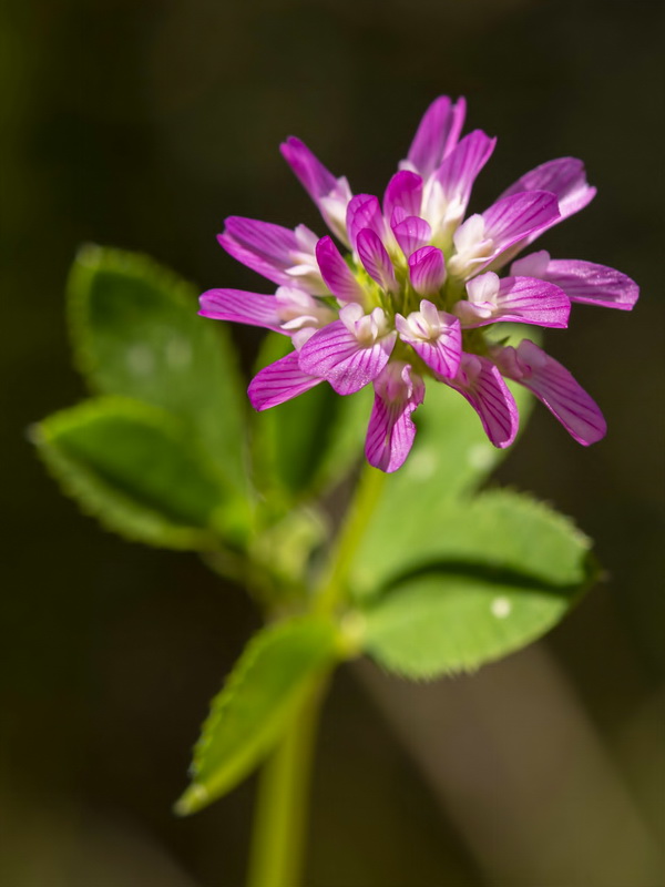Trifolium resupinatum.04