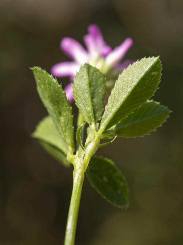 Trifolium resupinatum.05