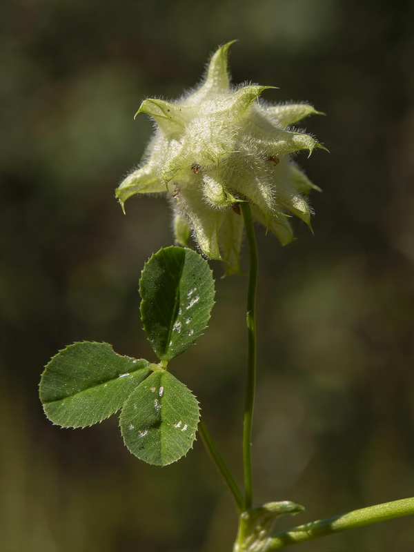 Trifolium resupinatum.07
