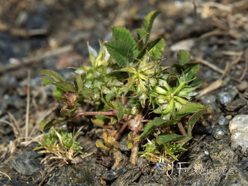 Trifolium retusum.02