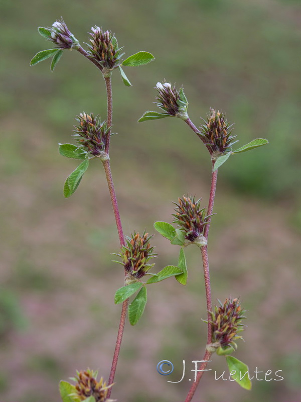 Trifolium scabrum.01