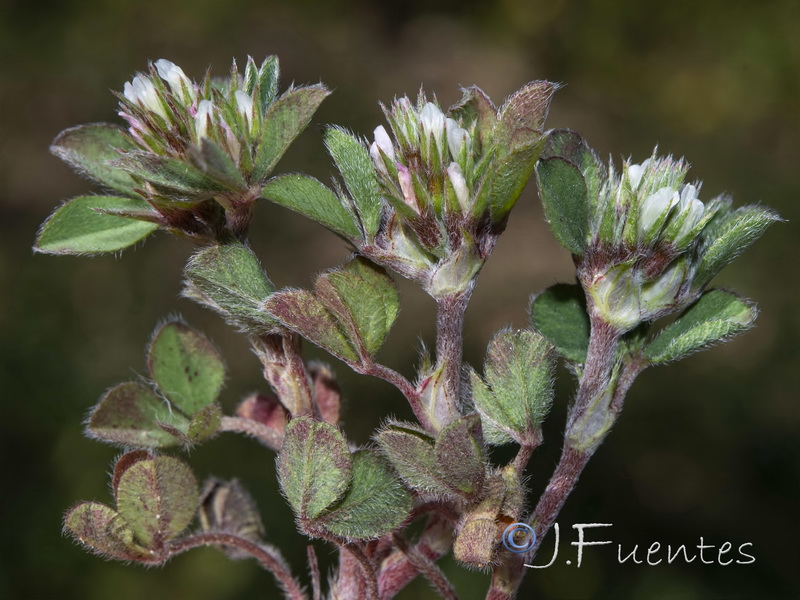 Trifolium scabrum.06