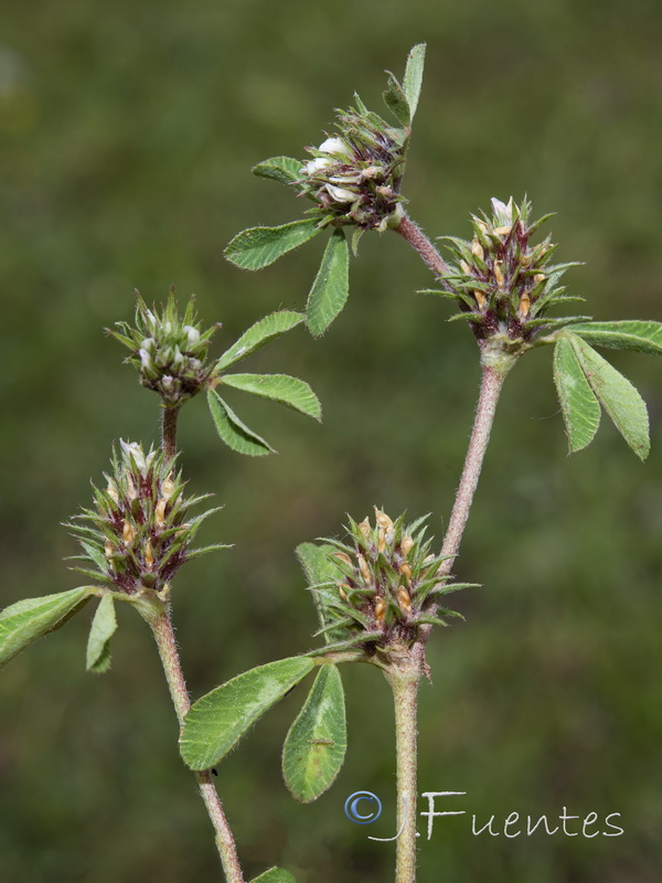 Trifolium scabrum.04