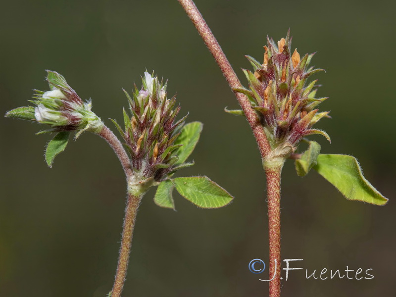 Trifolium scabrum.05