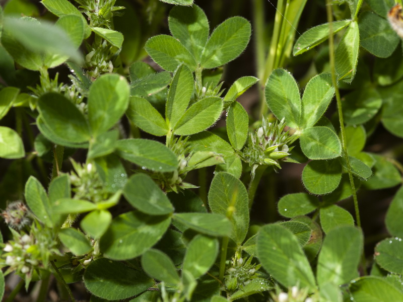 Trifolium scabrum.06